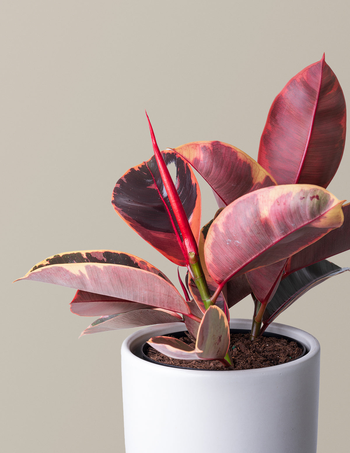 Ficus 'Ruby'