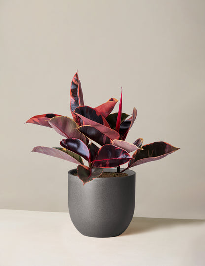 Ficus 'Ruby'