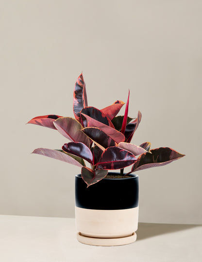 Ficus 'Ruby'