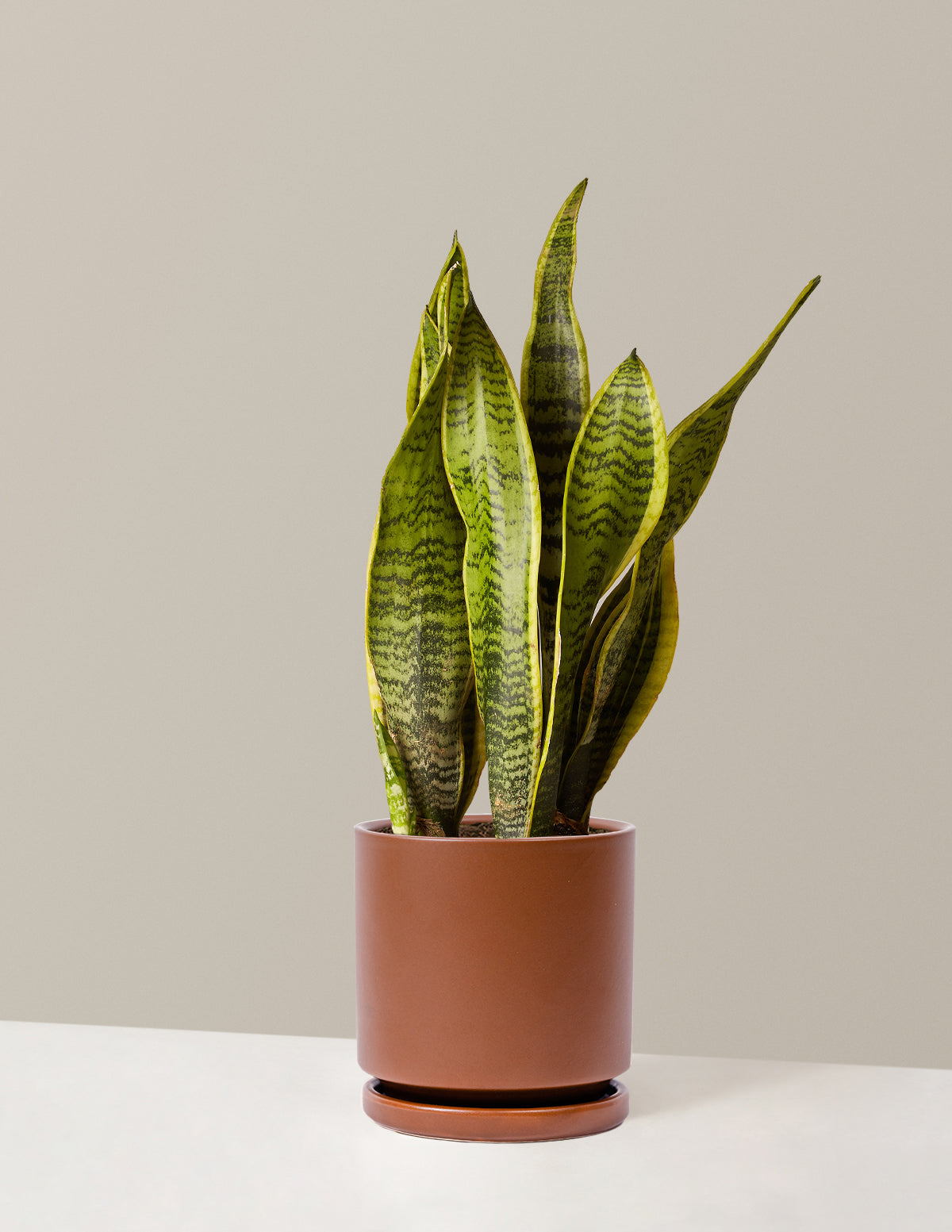 Snake Plant Laurentii