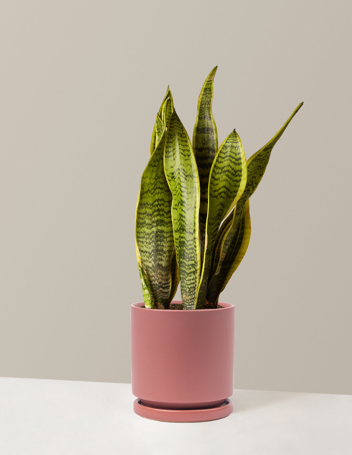 Snake Plant Laurentii