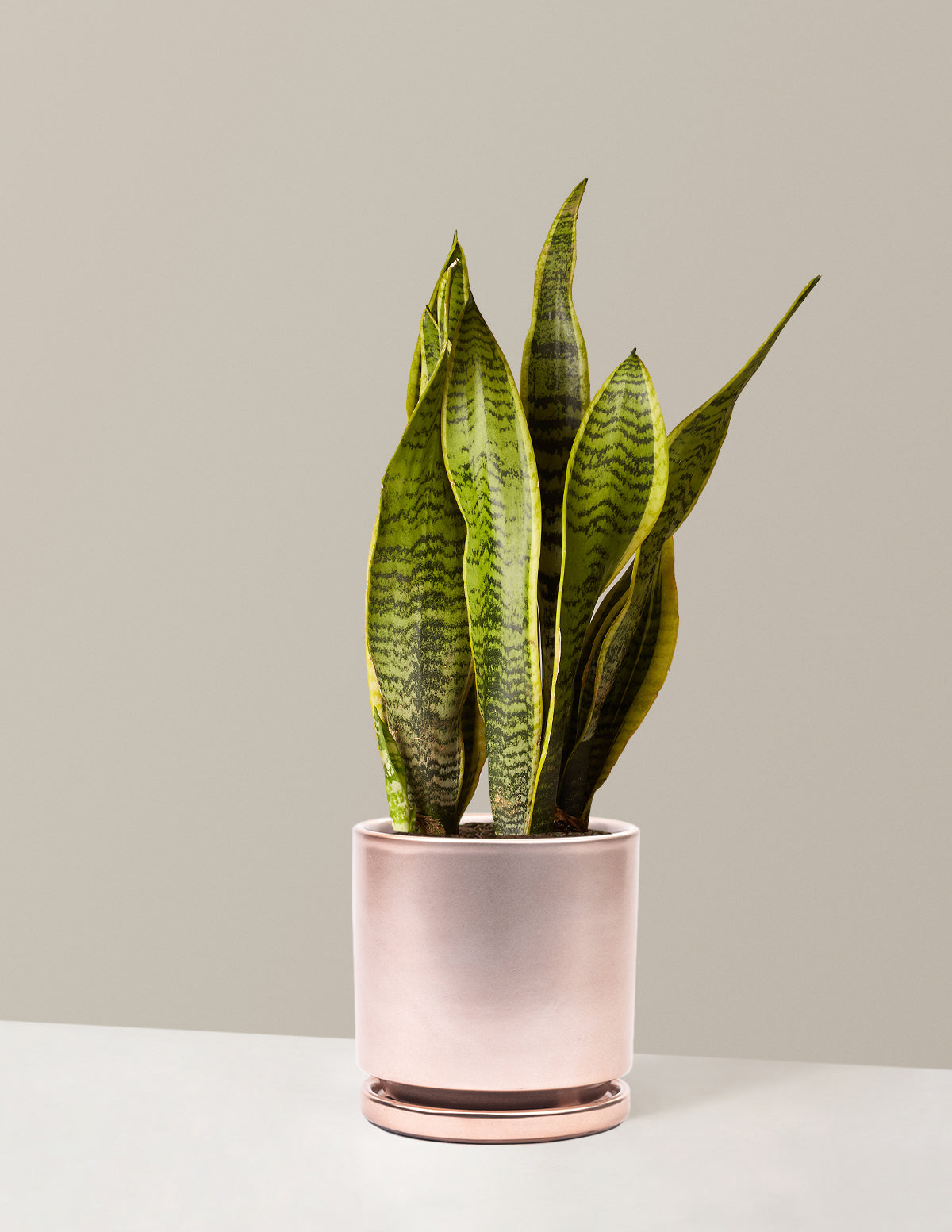 Snake Plant Laurentii