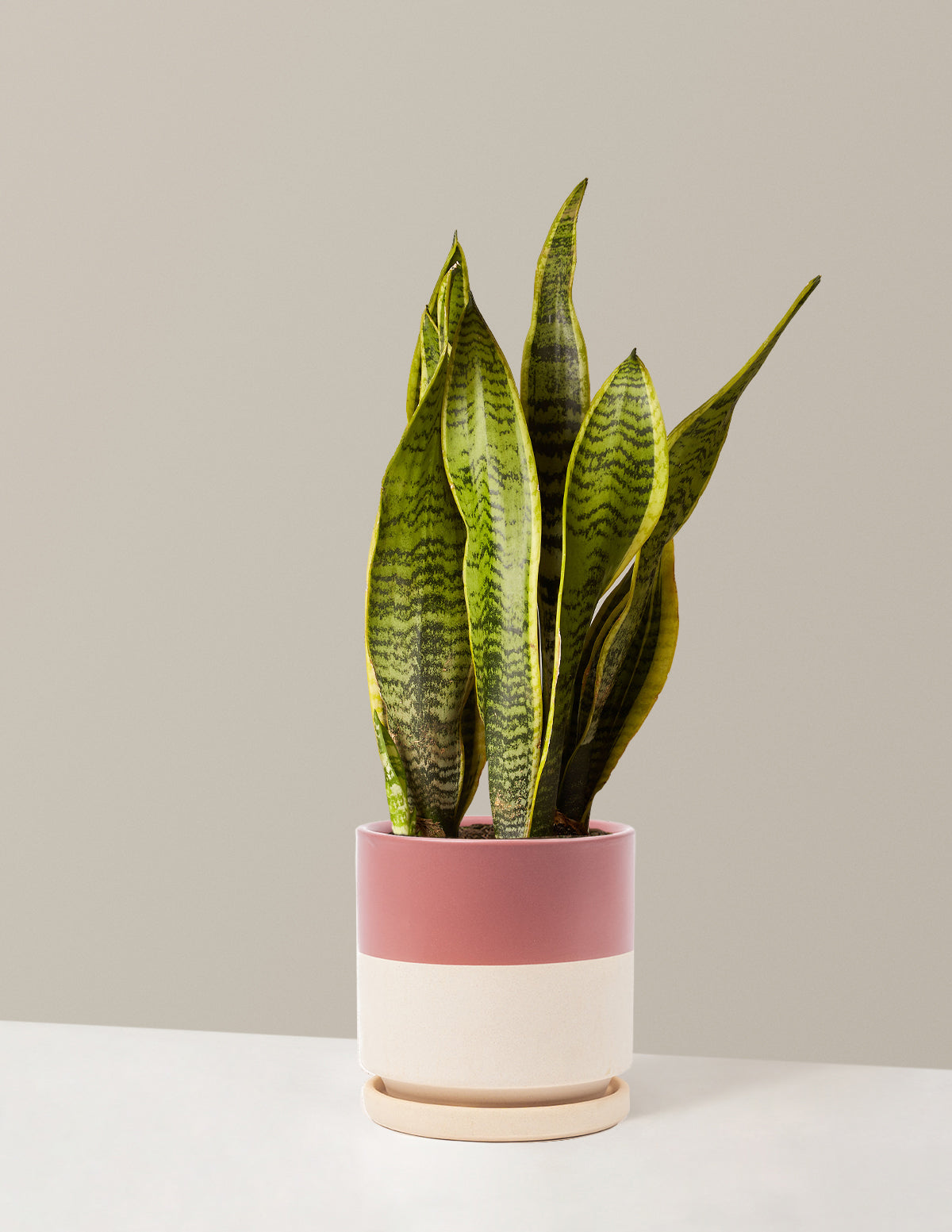 Snake Plant Laurentii