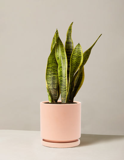 Snake Plant Laurentii