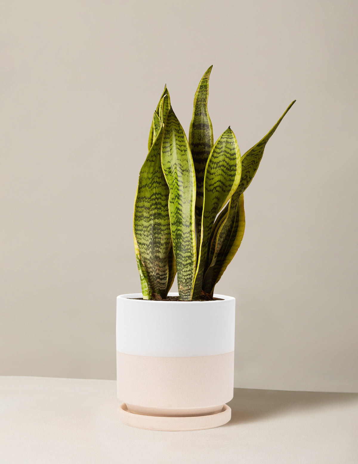 Snake Plant Laurentii