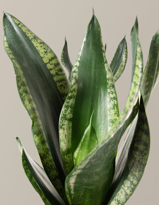 Snake Plant Silver Flame