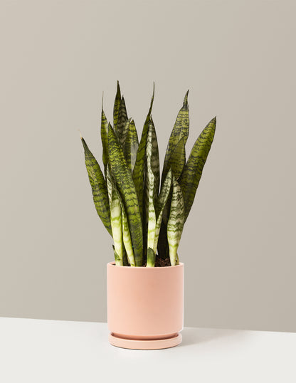 Snake Plant Zeylanica