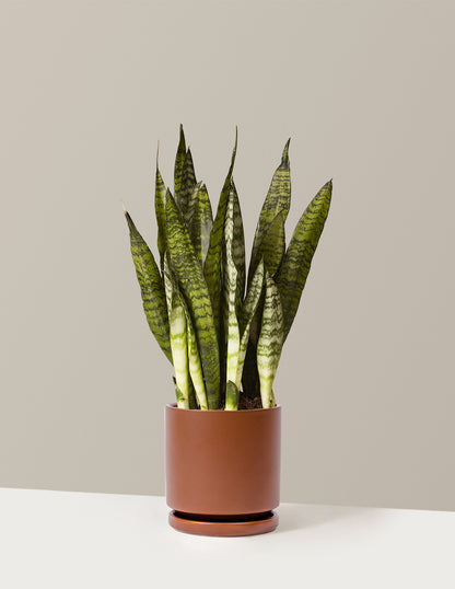 Snake Plant Zeylanica