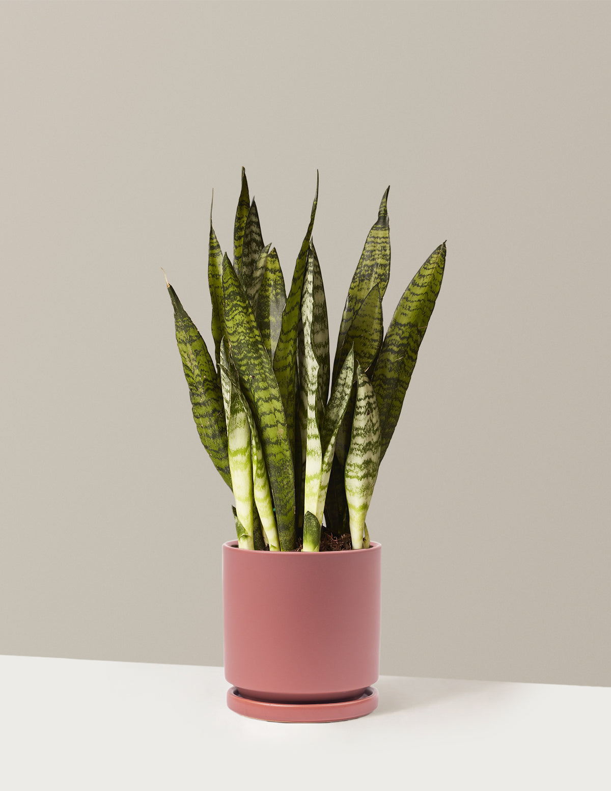 Snake Plant Zeylanica