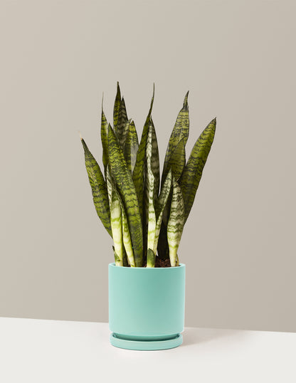 Snake Plant Zeylanica