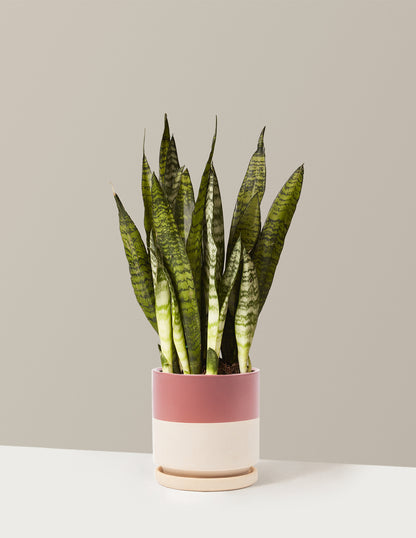 Snake Plant Zeylanica