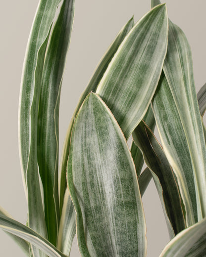 Snake Plant ‘Sayuri’