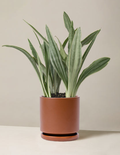 Snake Plant ‘Sayuri’