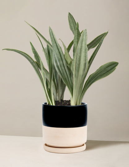 Snake Plant ‘Sayuri’