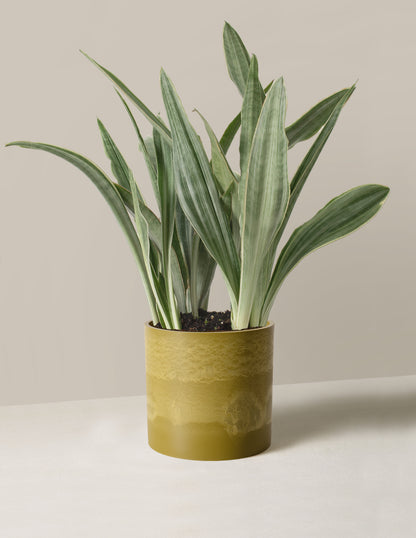 Snake Plant ‘Sayuri’