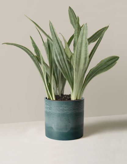 Snake Plant ‘Sayuri’