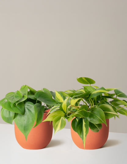 The Trailing Philodendron Duo