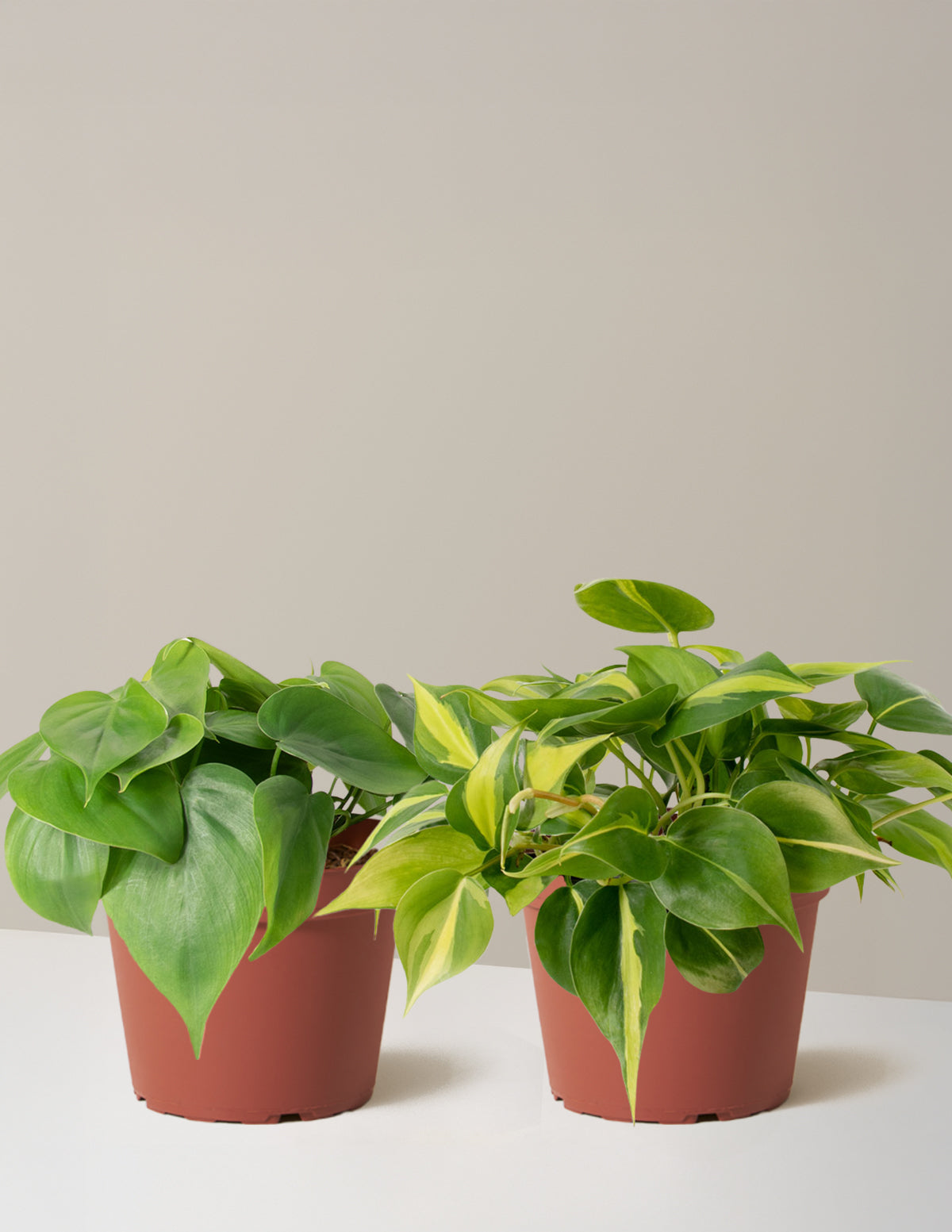 The Trailing Philodendron Duo