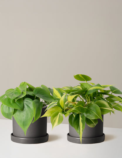 The Trailing Philodendron Duo