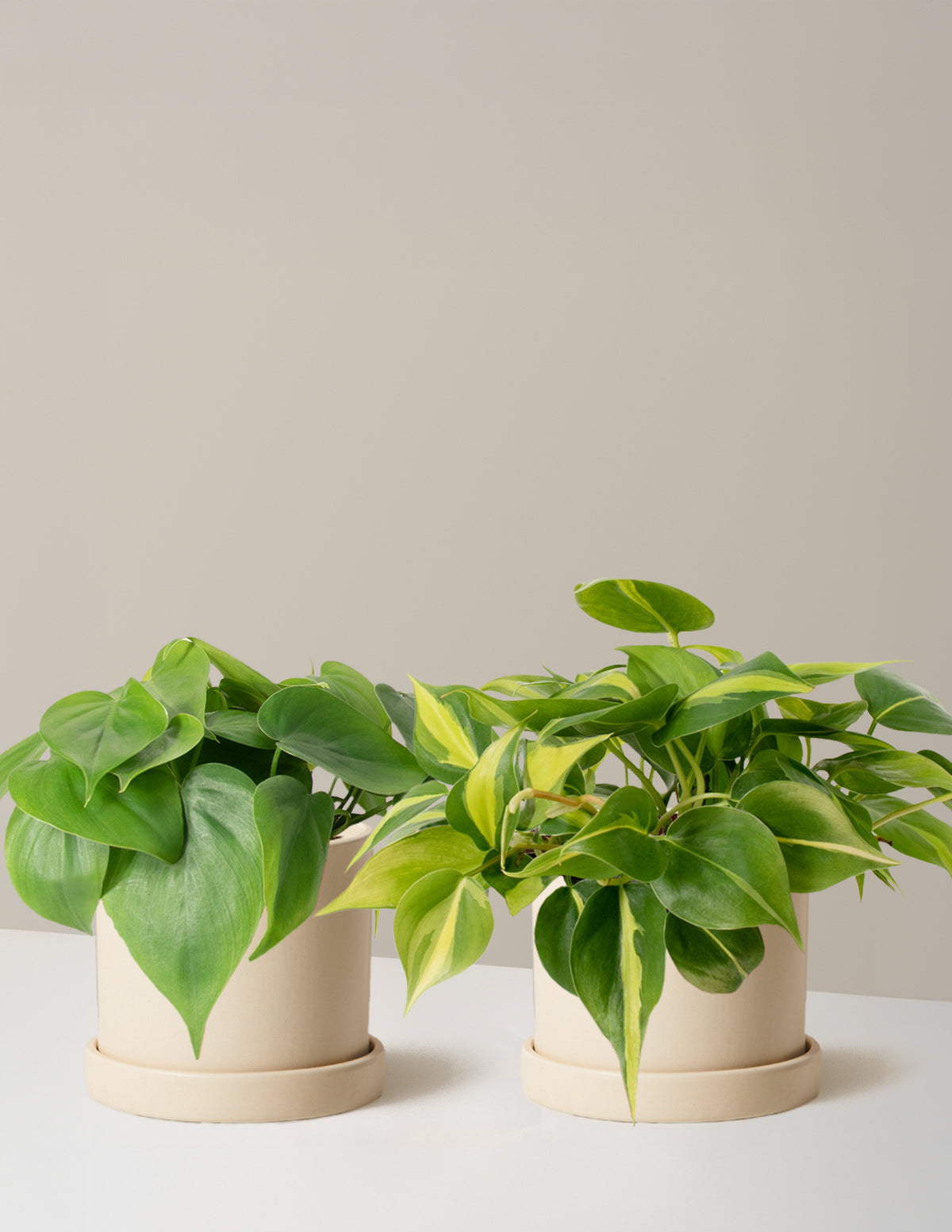 The Trailing Philodendron Duo