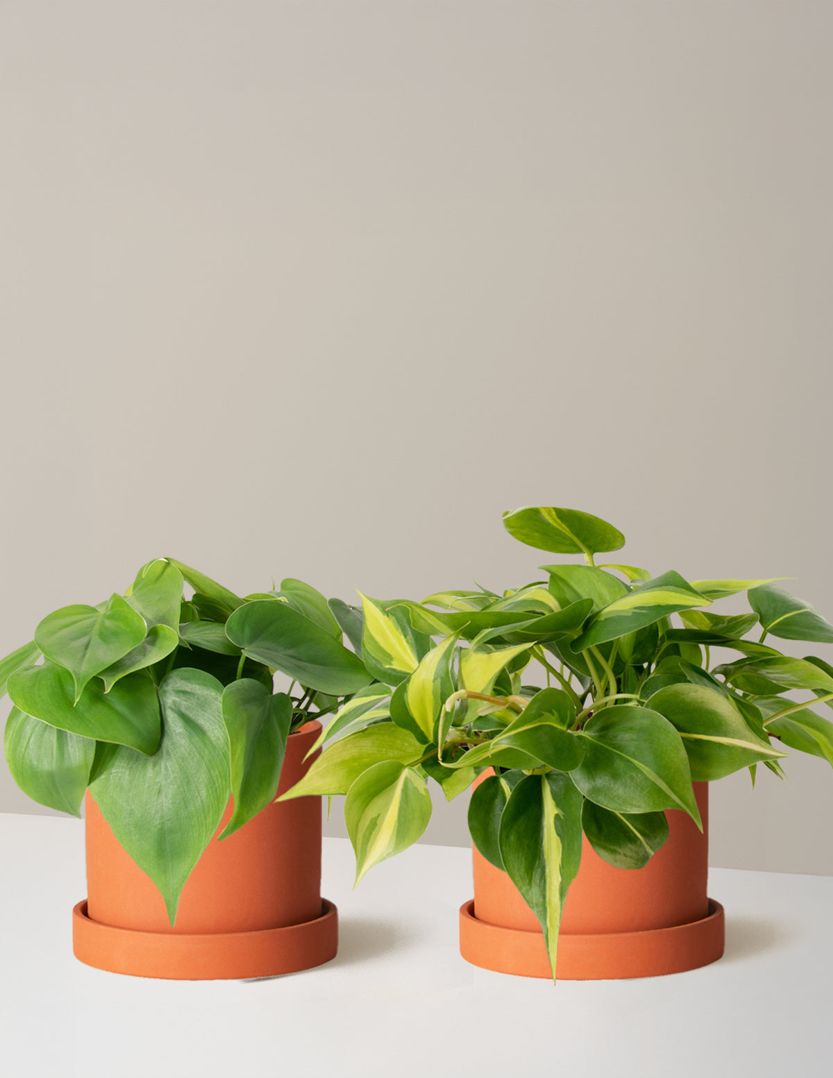 The Trailing Philodendron Duo