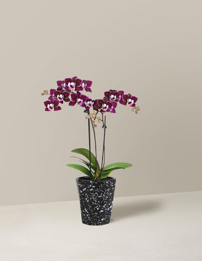 Mini Orchid