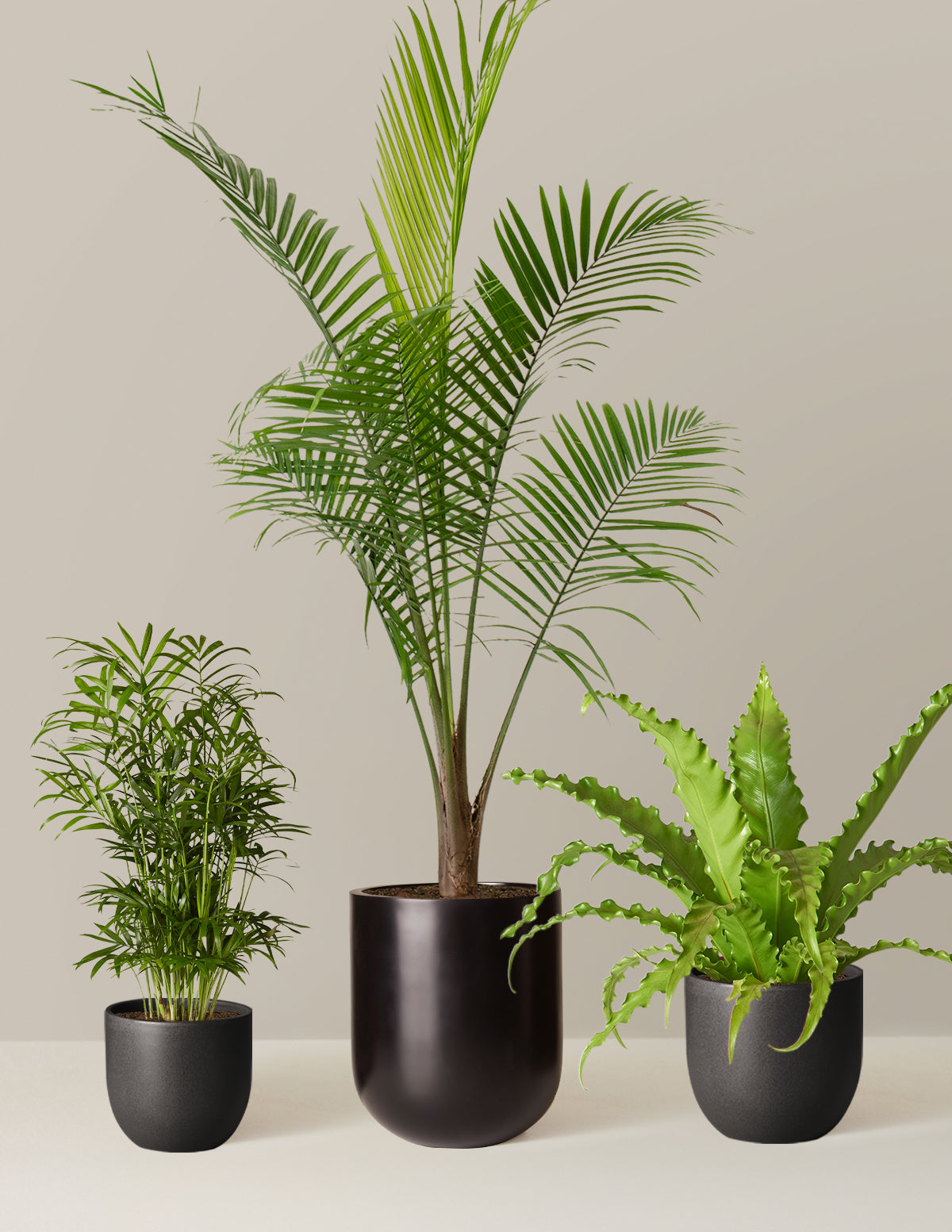 New Digs Pet Friendly Plant Trio