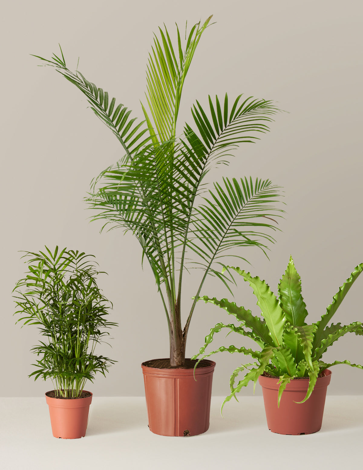 New Digs Pet Friendly Plant Trio