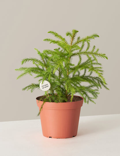 Norfolk Island Pine