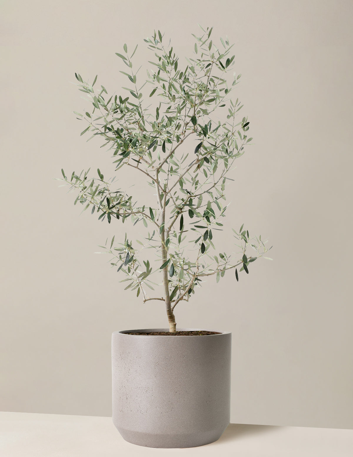 Olive Tree