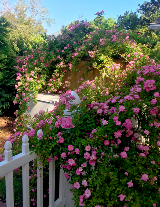 Peggy Martin Climbing Rose