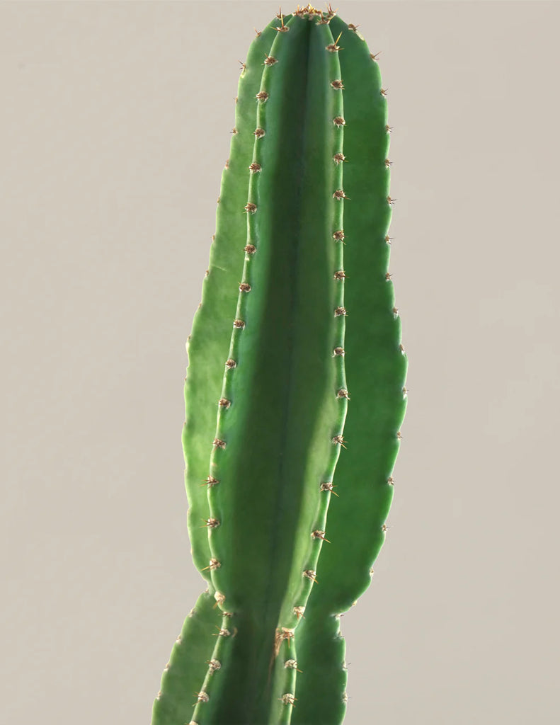 Large Peruvian Apple Cactus