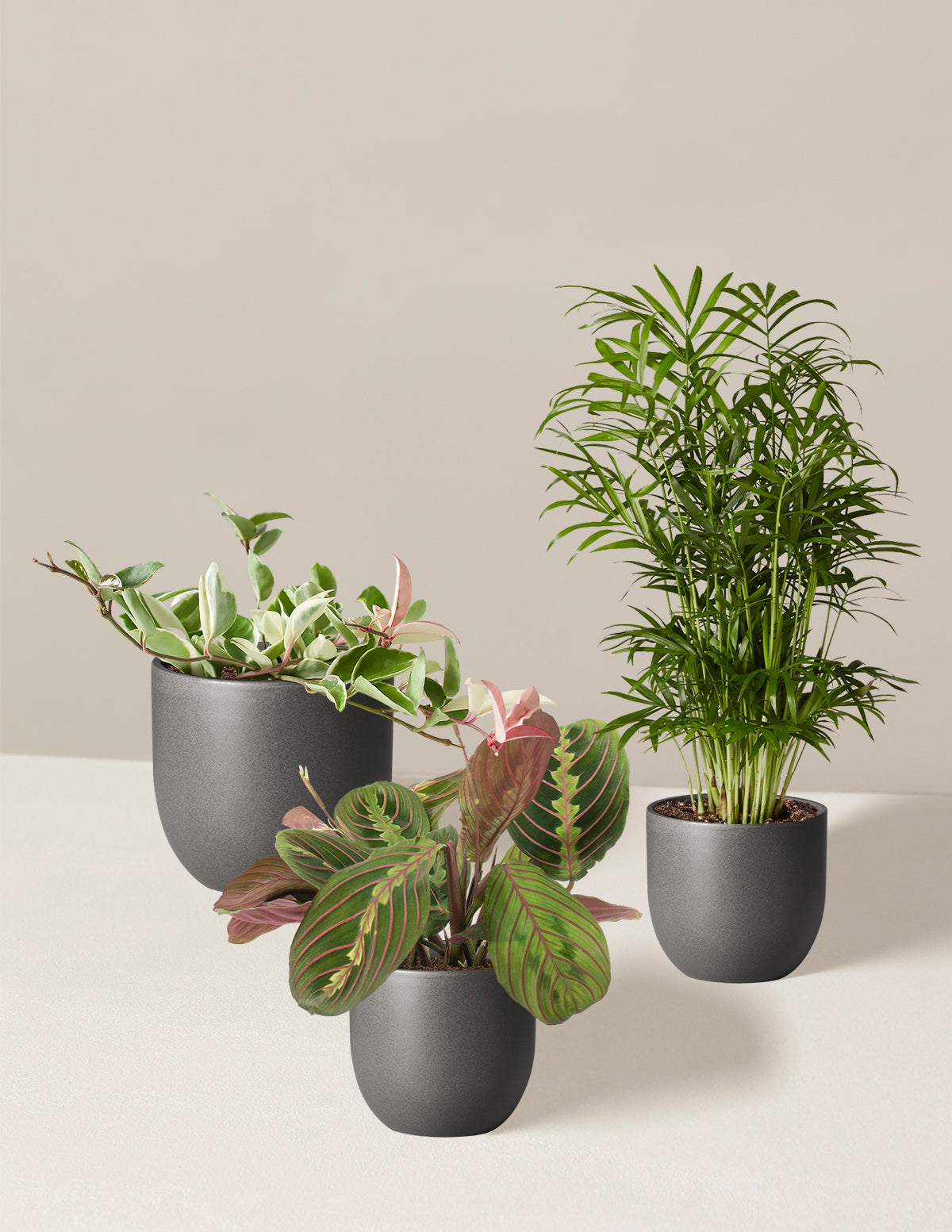 Pet-Friendly Plant Parent Set