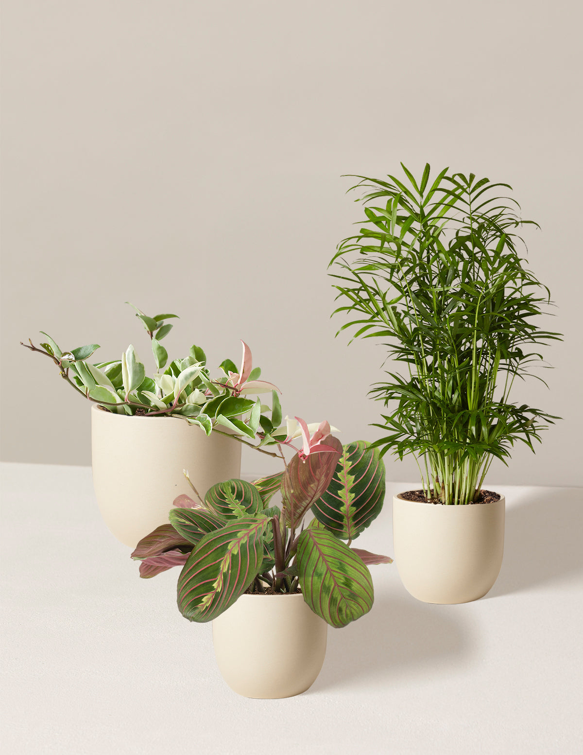 Pet-Friendly Plant Parent Set