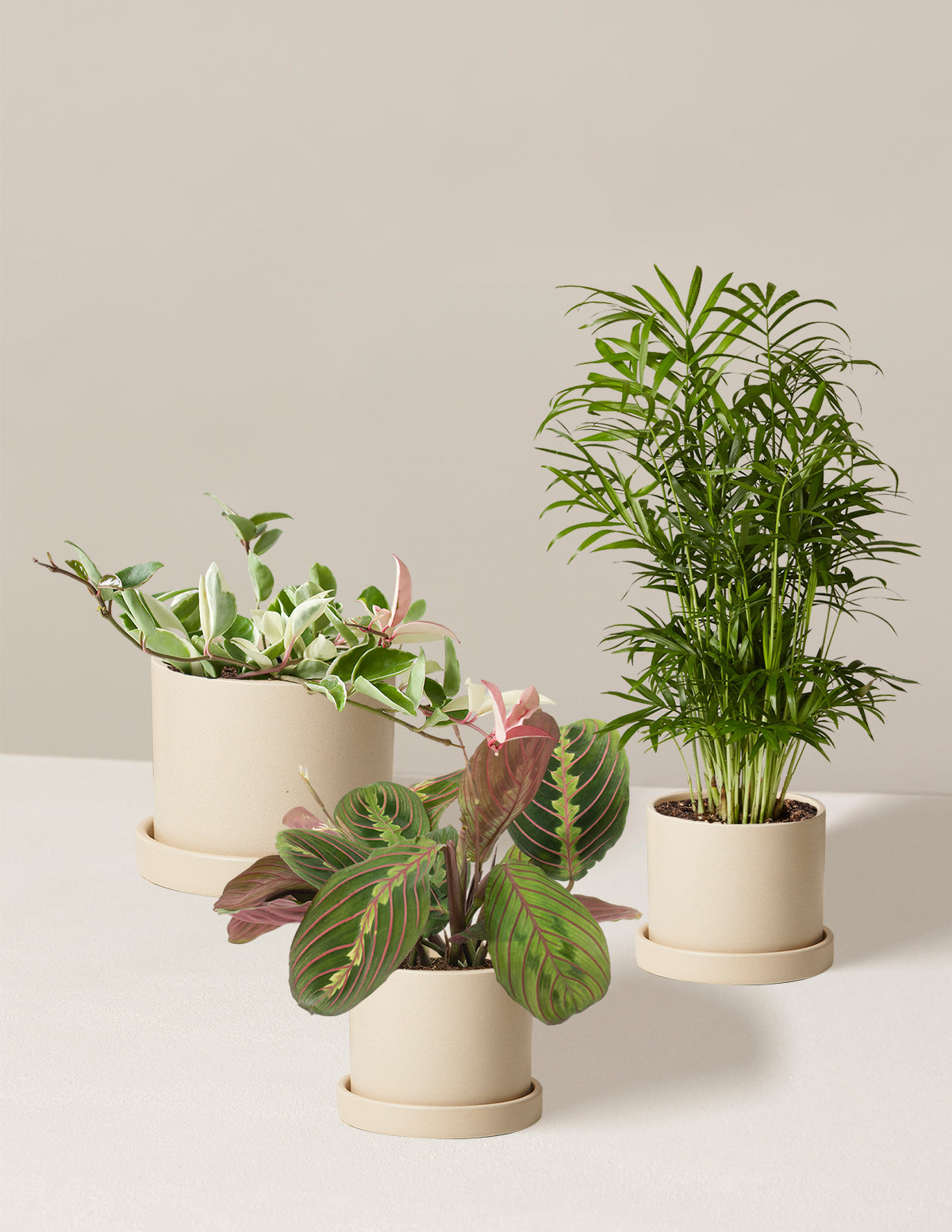 Pet-Friendly Plant Parent Set