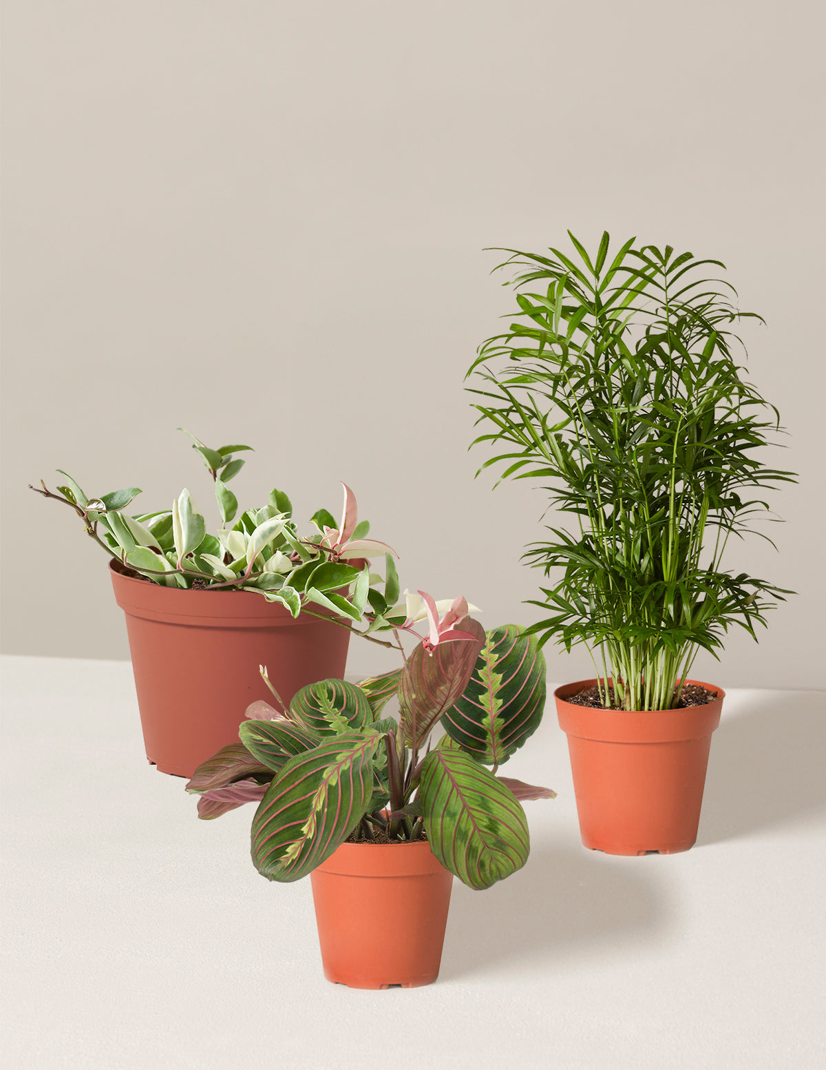 Pet-Friendly Plant Parent Set