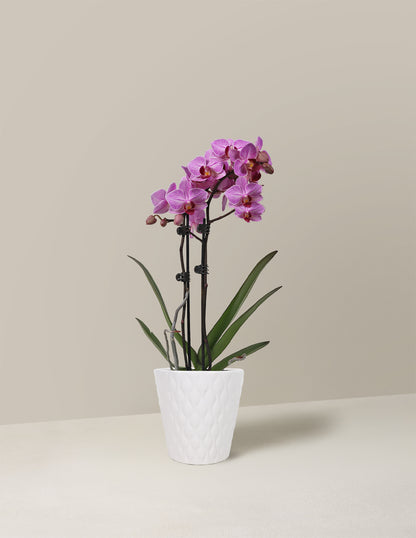 Petite Pink Orchid