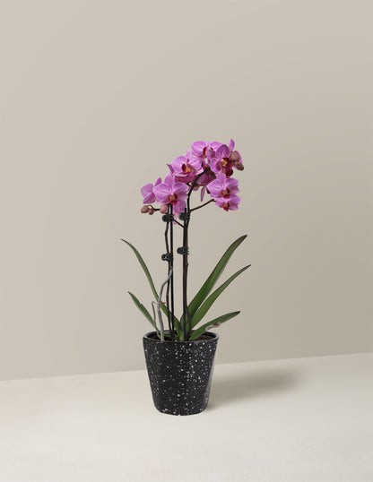 Petite Pink Orchid