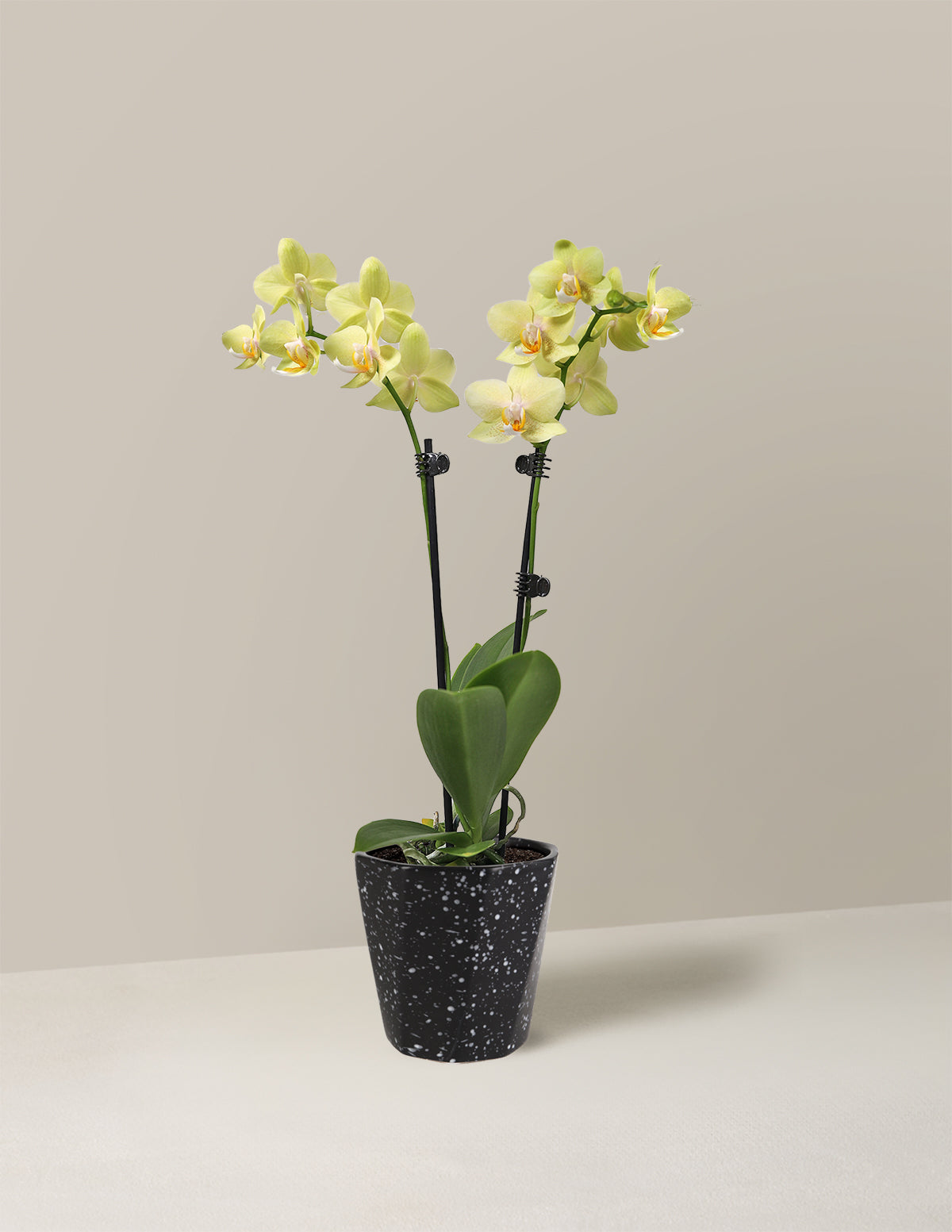 Petite Yellow Orchid