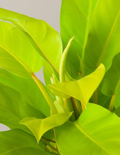 Philodendron Ceylon Beauty