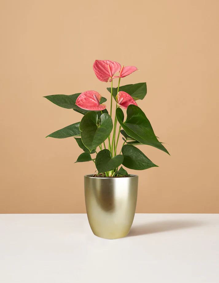 Pink Anthurium