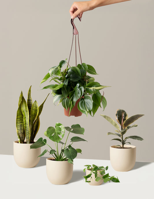 Plant Parent Set