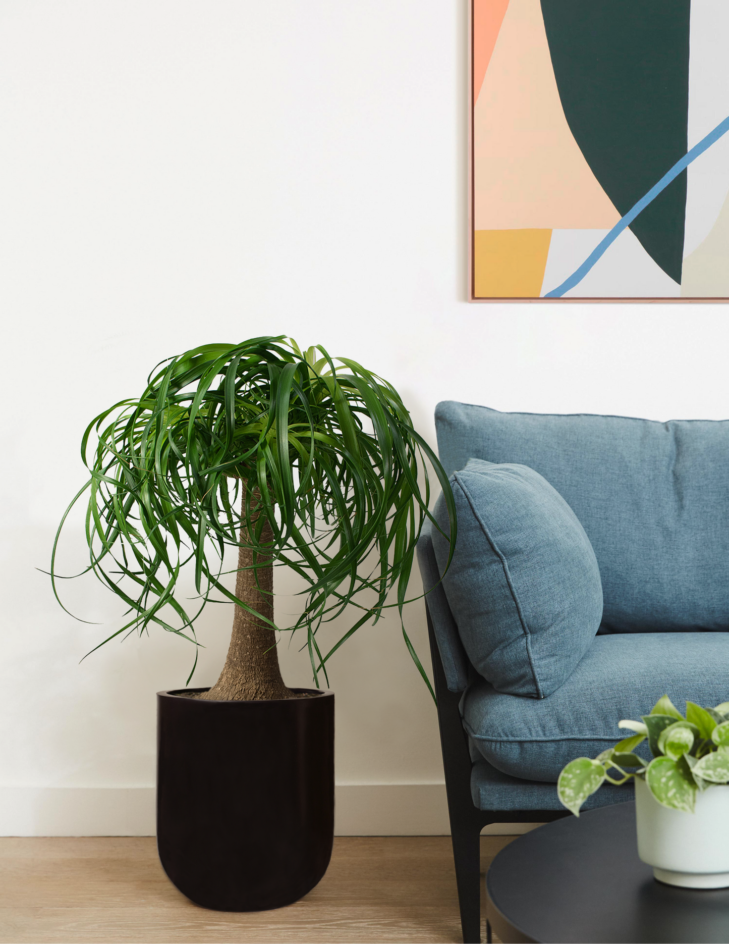 Ponytail Palm