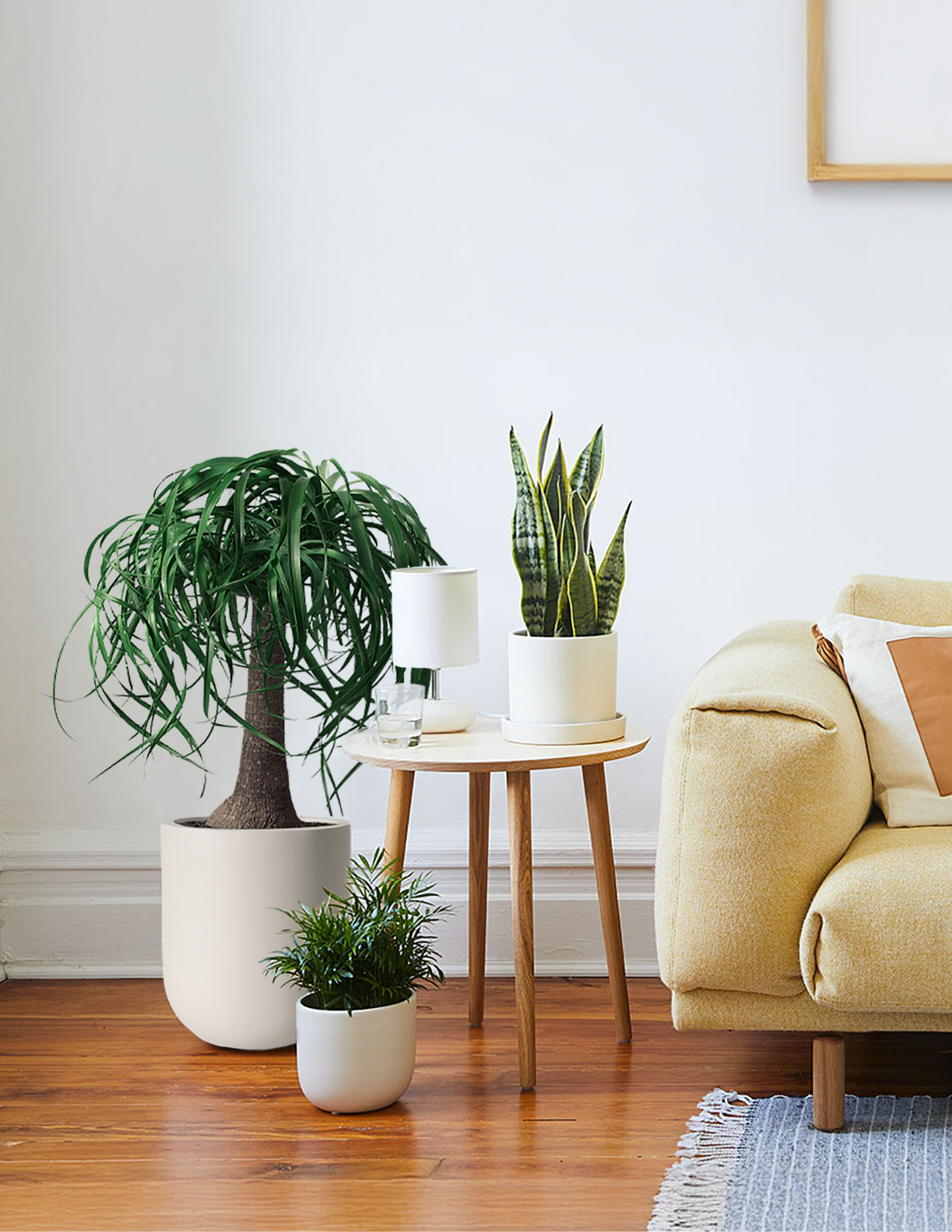 Ponytail Palm