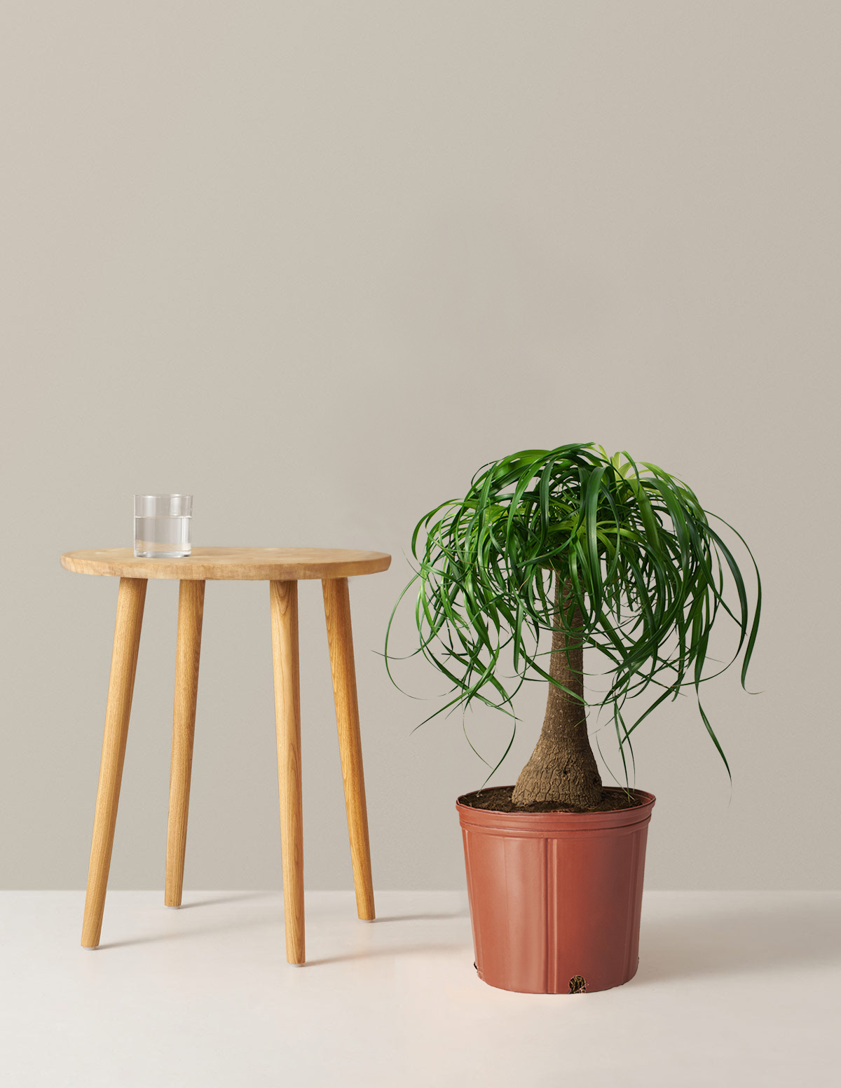 Ponytail Palm