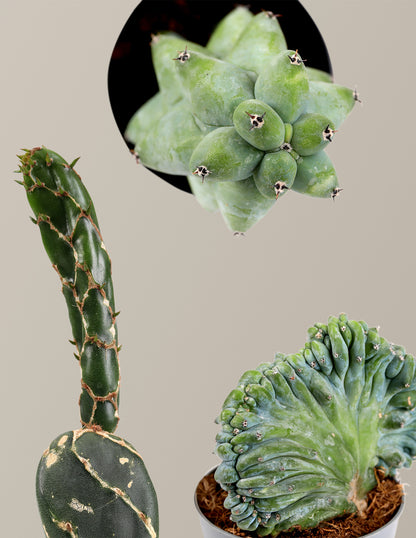 Rare Cactus Collection Bundle