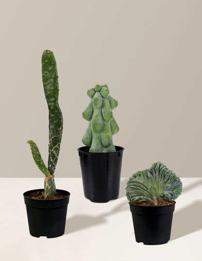 Rare Cactus Collection Bundle