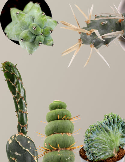 The Rare Cactus Bundle