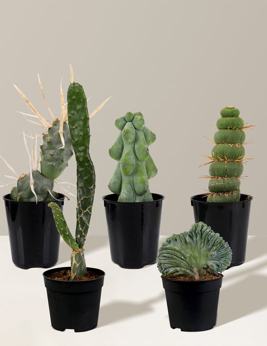 Rare Cactus Collection Bundle