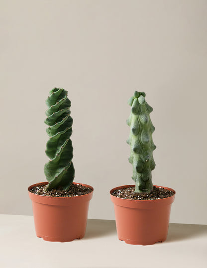 The Rare Cactus Duo